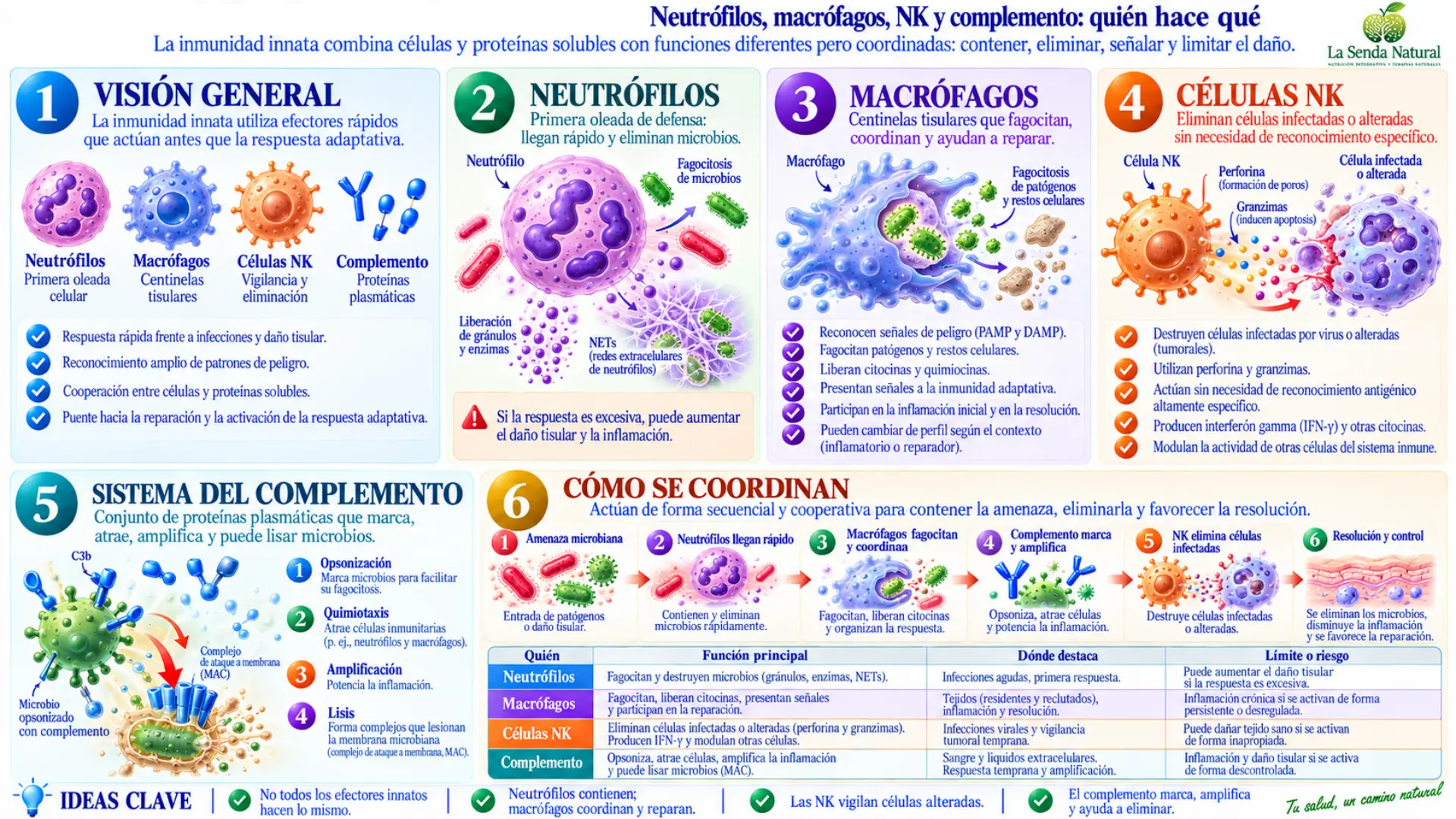 Cómo funciona la inmunidad innata 3 Neutrófilos, macrófagos, NK y complemento