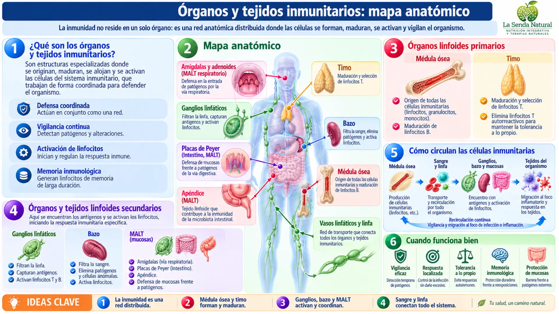 Cómo se activa y cómo se detiene una respuesta inmunitaria 2 Organos y tejidos inmunitarios mapa anatómico