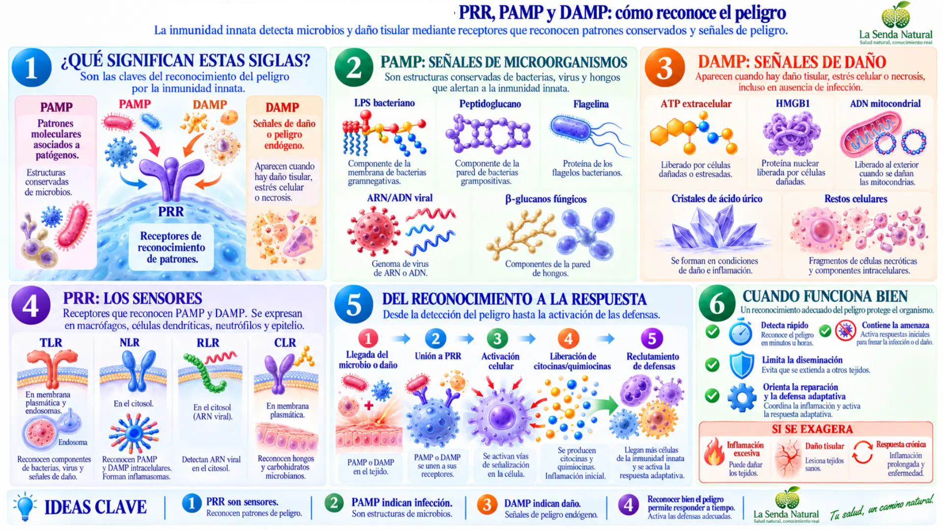 Cómo funciona la inmunidad innata 2 PRR, PAMP, DAMP,