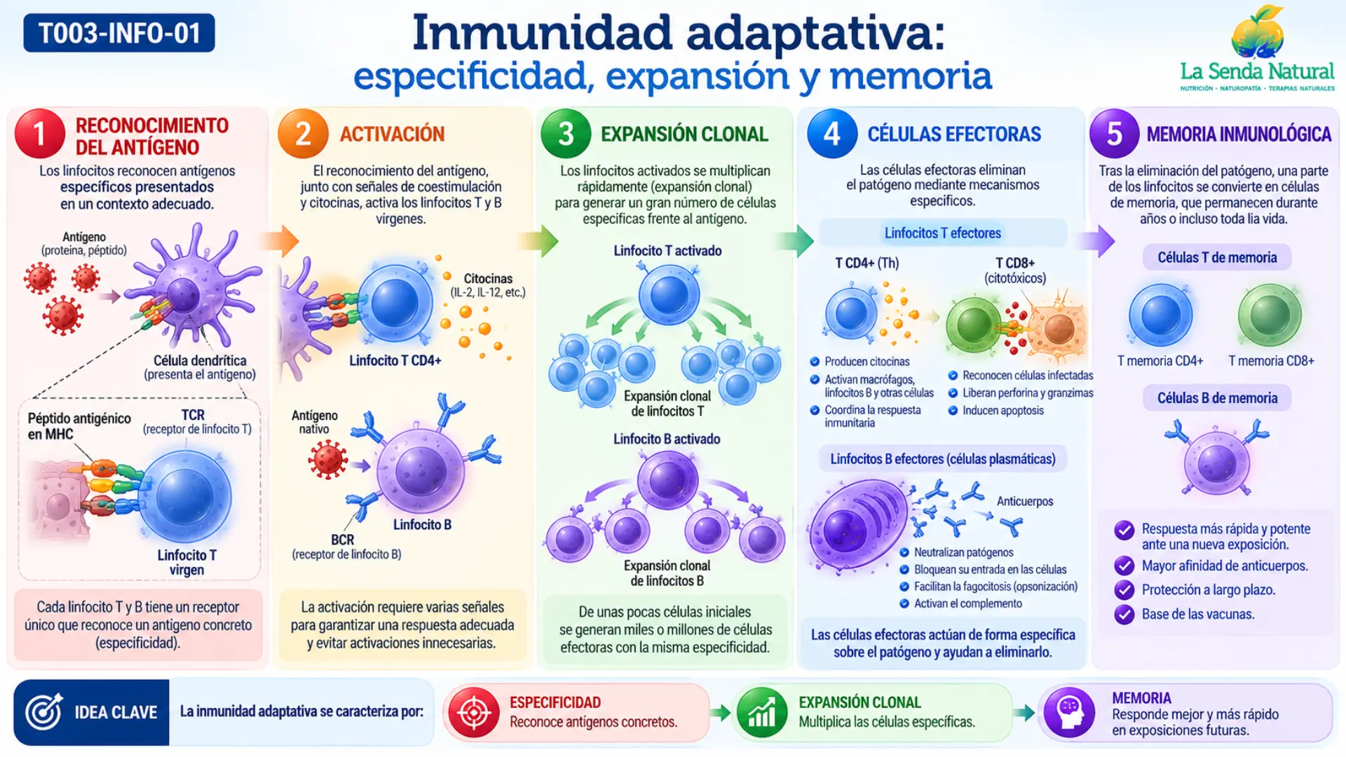 Cómo funciona la inmunidad adaptativa 2 Primera respuesta frente a segunda exposición por qué existe memoria