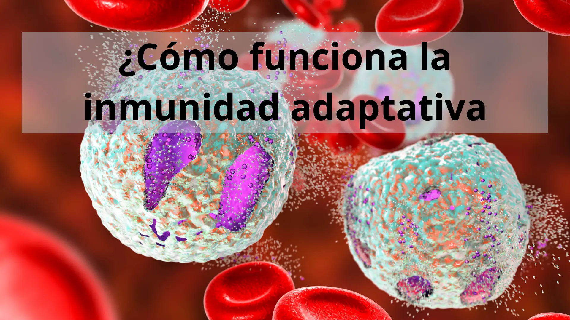 Cómo funciona la inmunidad adaptativa 1 ¿Cómo funciona la inmunidad adaptativa